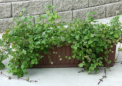 Lavender Mint in a Window Box