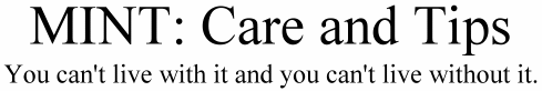 Mint: Care and Tips