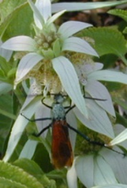 Spotted Bee Balm with Tarantula Wasp