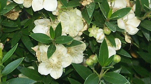 The fragrant white and cream flowers of Dwarf Myrtle