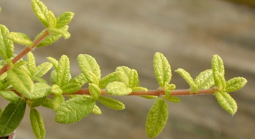 Moujean Tea Stem just right for tea!