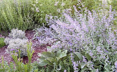 Giant Catmint in full bloom in the garden