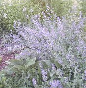 Giant Catmint