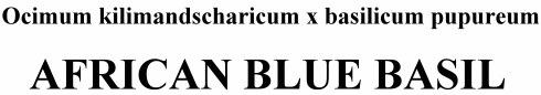 African Blue Basil