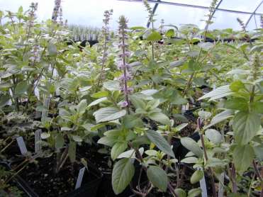 African Blue Basil in the Greenhouse