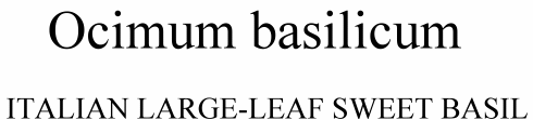 Ocimum basilicum Italian Large Leaf Sweet Basil