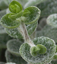 Dittany about to bloom