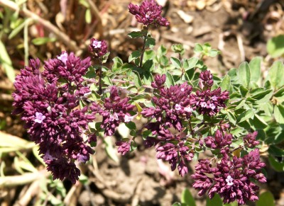 Rosenkuppel Oregano Flowers grace any garden.