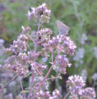 Dwarf Pink Oregano in Flower