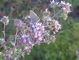 Dwarf Pink Oregano Flowers and Butterfly