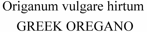 Origanum vulgare hirtum Greek Oregano