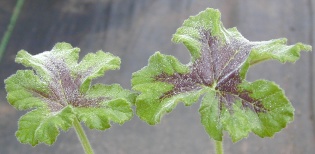 Chocolate Mint Scented Geranium Leaves