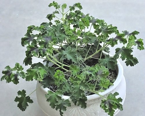 Pelargonium Chocolate Mint Scented Geranium