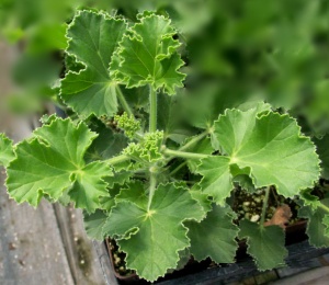 Ginger Scented Geranium in a 3 inch pot.