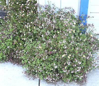 Nutmeg Scented Geranium with Santa Barbara Daisy