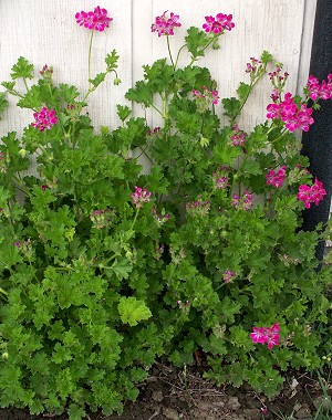 Pineapple Geranium showing off against a wall.