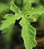 Rober's Lemon Rose Scented Geranium
