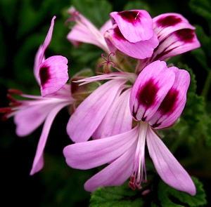 Village Hill Oak Geranium flowers