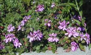 Village Hill Oak Scented Geranium blooming in spring.