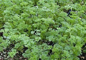 Lots and lots of Curled Parsley!