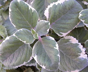 Variegated Spanish Thyme