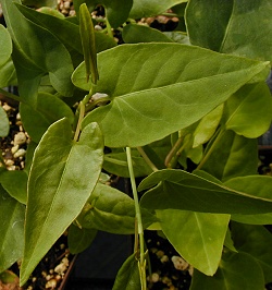 Fo ti leaves