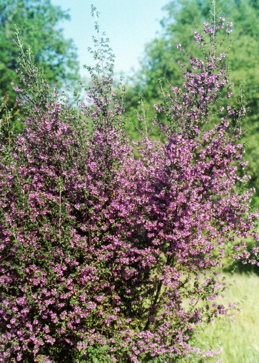 Australian Mint Bush in Full Bloom