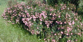 Magic Carrousell Roses blooming in the field