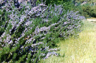 Rosemary Hedge