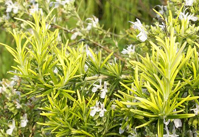 Golden Rain Rosemary leaves and flowers