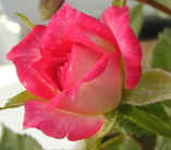 Magic Carrousel Rosebud