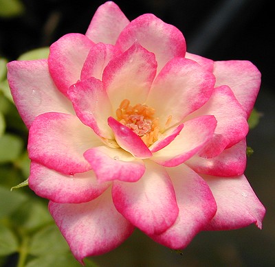A fully open Magic Carrousel flower