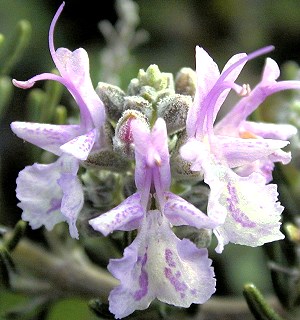 Pink Rosemary flowers