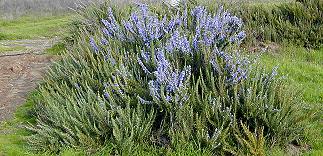 A single Rosemary Bush just starting to bloom.