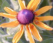 Black Eyed Susan at Twilight