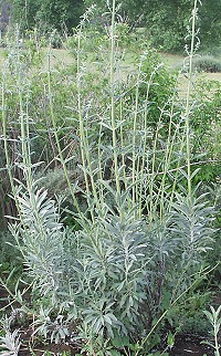 White Sage ready to bloom.