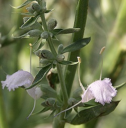 White Sage Flower