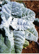 salvia_argentia_closeup_1.JPG