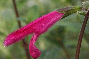 Large fuzzy maroon flowers of Velvet Sage