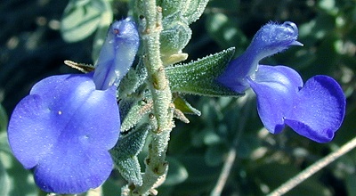 Mexican  Blue Sage