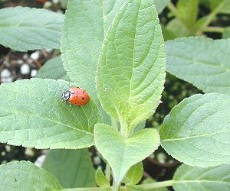 Salvia elegans Pineapple Sage