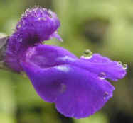 Indigo Spires Salvia