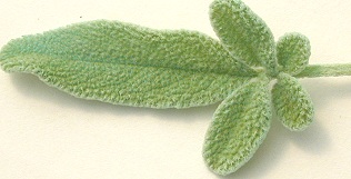 The Lobes of Greek Sage