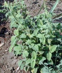 Greek Sage Just About Ready To Bloom