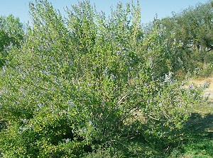 A mature Grape Scented Sage in bloom