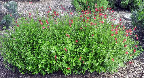 Hot Lips Salvia Bush