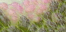 Tri Color Sage Leaf Up Close and Hairy