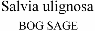 Salvia ulignosa Bog Sage