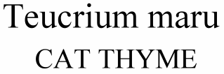 Teucrium maru Cat Thyme