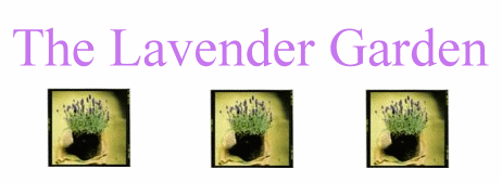 The Lavender Garden